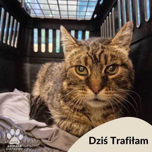 Znaleziono kota, Gdynia, 20 października 2025