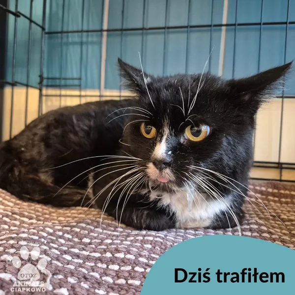 Znaleziono kota, Gdynia, 20 października 2025