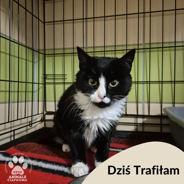 Znaleziono kota, Gdynia, 19 października 2025