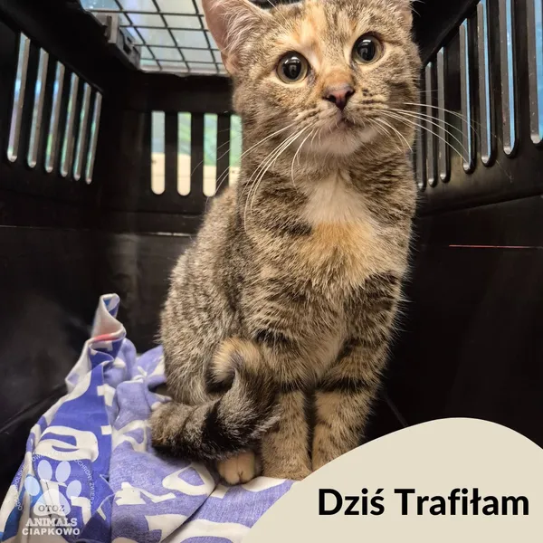 Znaleziono kota, Gdynia, 16 października 2025