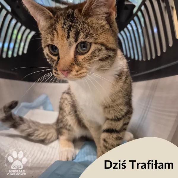 Znaleziono kota, Gdynia, 16 października 2025