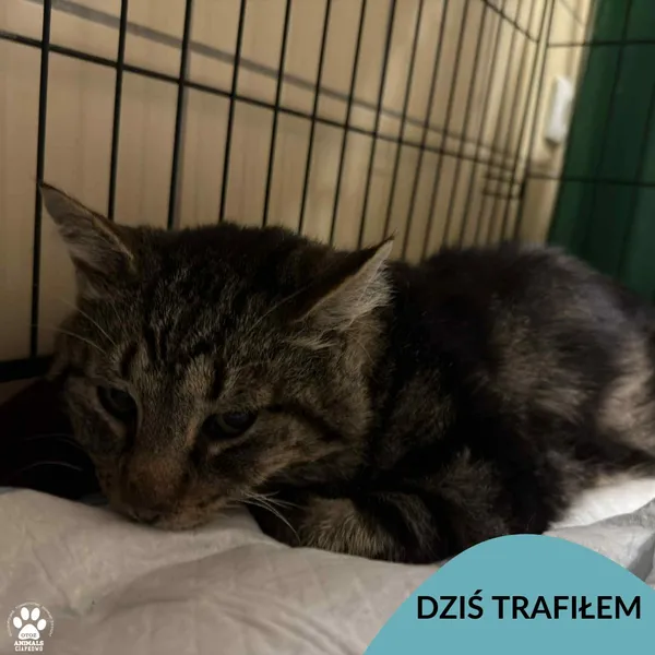 Znaleziono kota, Gdynia, 15 października 2025