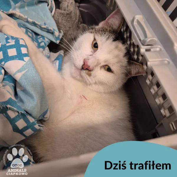 Znaleziono kota, Gdynia, 14 października 2025