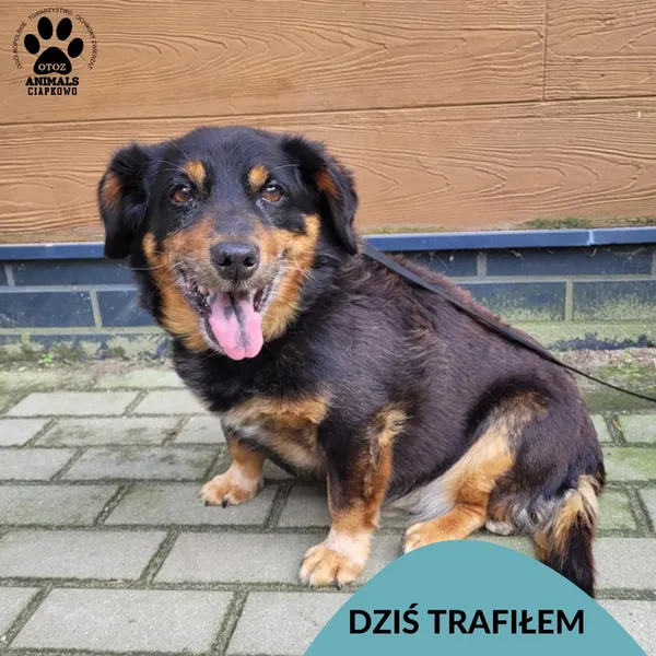 Znaleziono psa, Gdynia, 14 października 2025