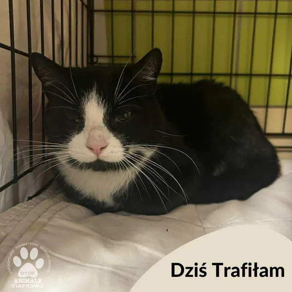 Znaleziono kota, Gdynia, 13 października 2025