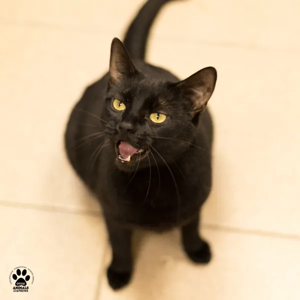 Kot do adopcji, Gdynia, 29 października 2025 (4/4)