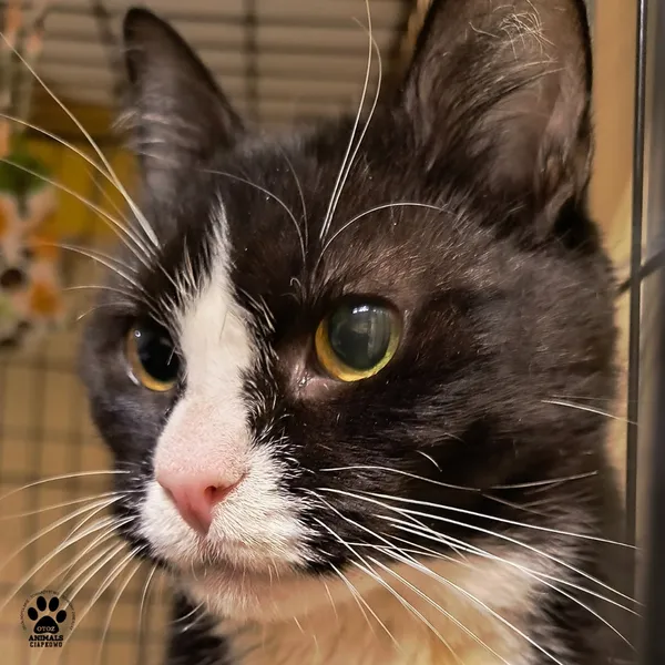 Kot do adopcji, Gdynia, 29 października 2025 (2/3)