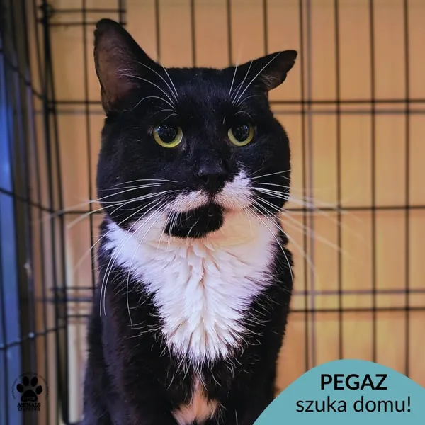 Kot do adopcji, Gdynia, 29 października 2025 (1/2)
