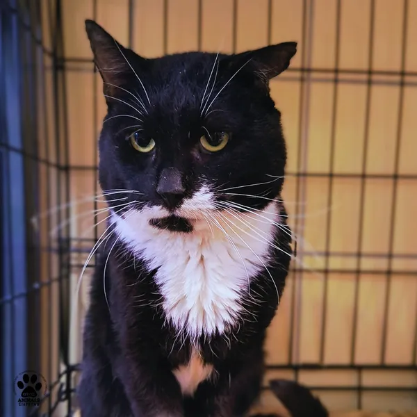 Kot do adopcji, Gdynia, 29 października 2025 (2/2)