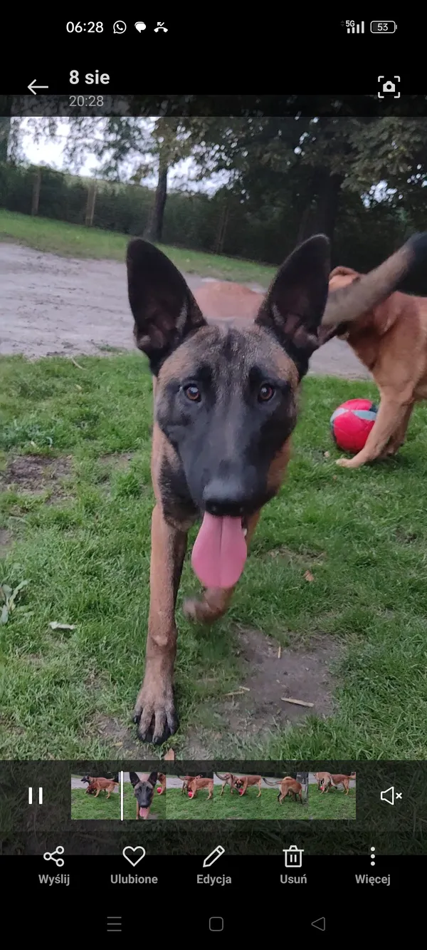 Zaginął pies, Wilczkowice Dolne, 30 października 2025 (1/3)