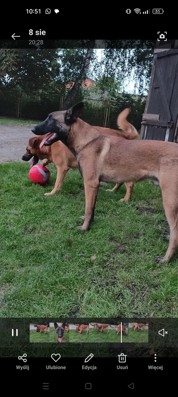 Zaginął pies, Wilczkowice Dolne, 30 października 2025 (3/3)