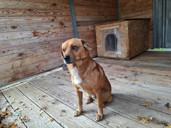 Pies do adopcji, Orzechowce, 28 października 2025 (2/3)