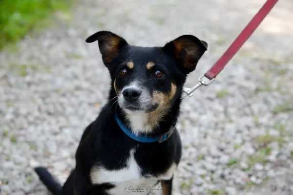 Oddam psa, Olsztyn, Osiedle nad Jeziorem Długim, 30 października 2025 (1/4)