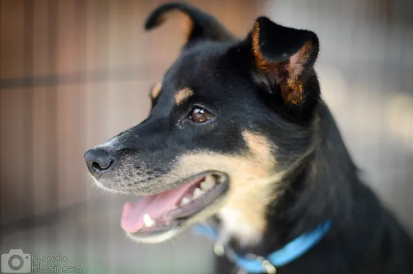 Oddam psa, Olsztyn, Osiedle nad Jeziorem Długim, 30 października 2025 (3/4)