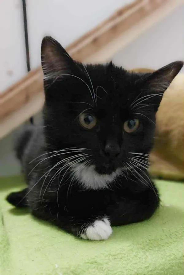 Oddam kota, Elbląg, Łasztownia, 30 października 2025