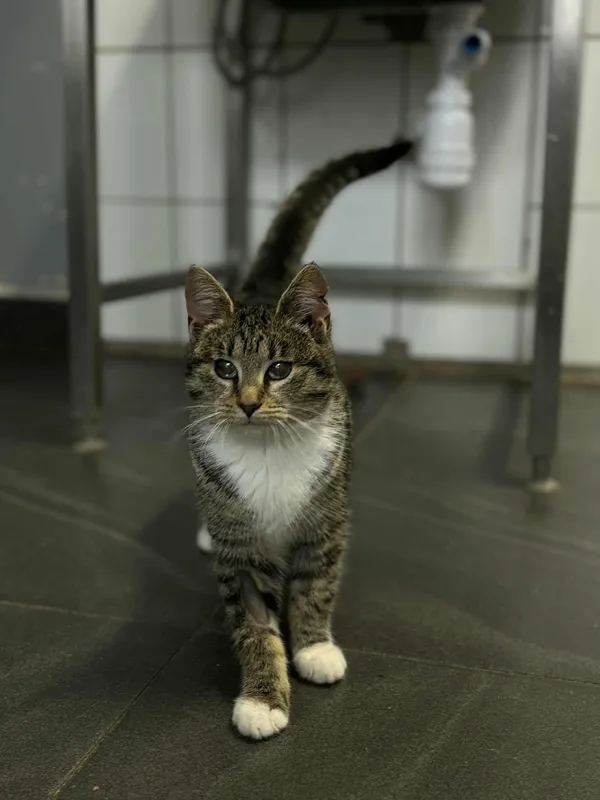 Kot do adopcji, Olsztyn, 27 października 2025 (1/4)