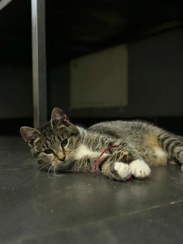 Kot do adopcji, Olsztyn, 27 października 2025 (4/4)