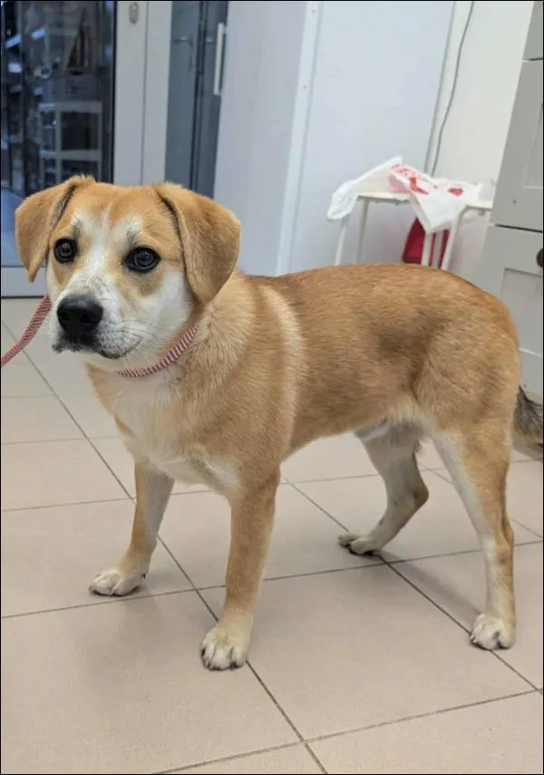 Znaleziono psa, Grudziądz, 30 października 2025