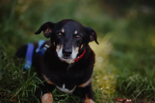 Oddam psa, Warszawa, Stary Mokotów, 30 października 2025 (2/4)