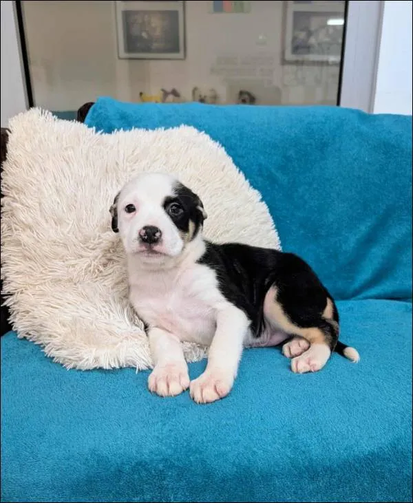 Znaleziono psa, Grudziądz, 17 września 2025