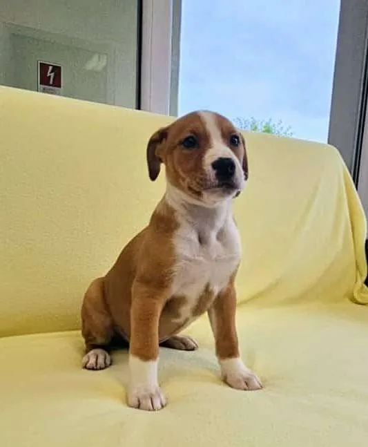 Znaleziono psa, Grudziądz, 17 września 2025