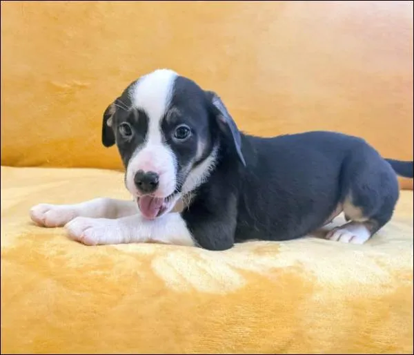 Znaleziono psa, Grudziądz, 17 września 2025