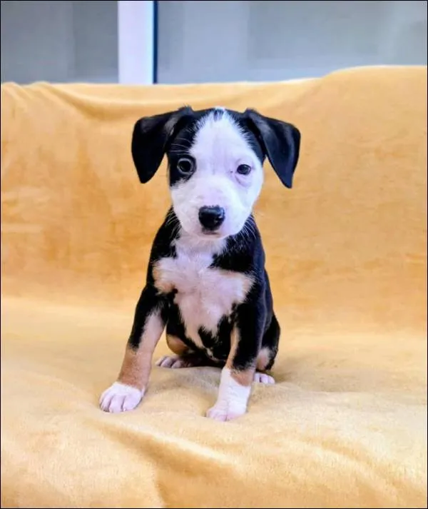 Znaleziono psa, Grudziądz, 17 września 2025