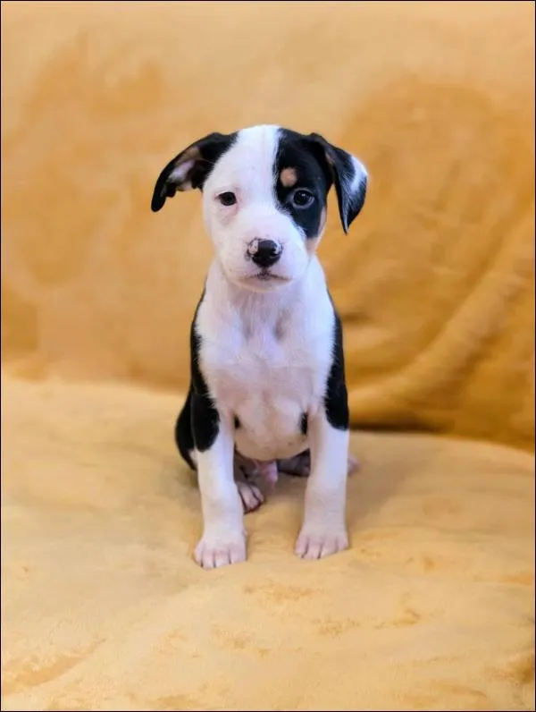 Znaleziono psa, Grudziądz, 17 września 2025