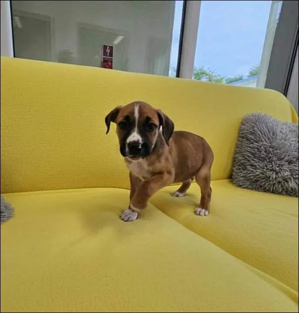 Znaleziono psa, Grudziądz, 17 września 2025