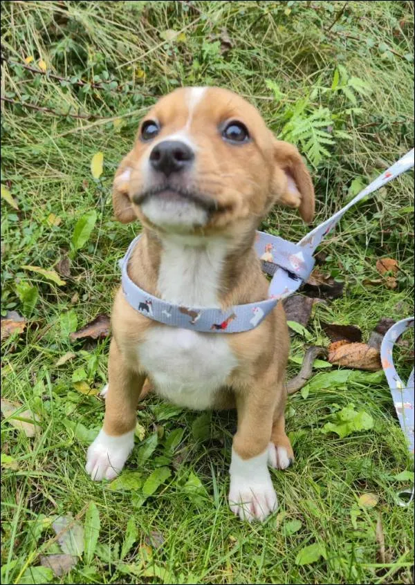 Znaleziono psa, Grudziądz, 17 września 2025