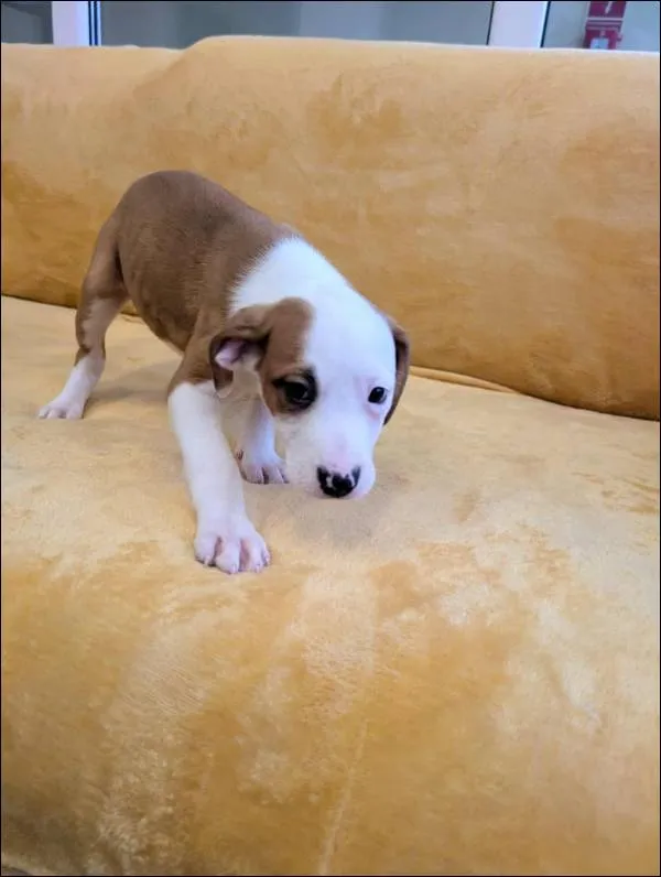 Znaleziono psa, Grudziądz, 17 września 2025