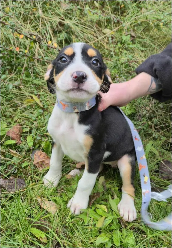 Znaleziono psa, Grudziądz, 17 września 2025