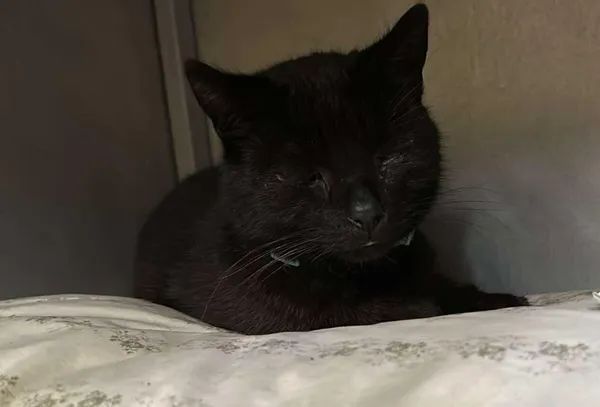 Znaleziono kota, Toruń, 28 października 2025