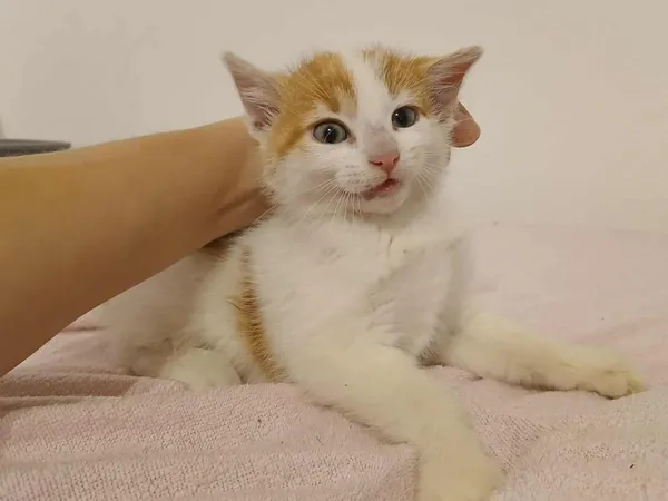 Znaleziono kota, Toruń, 28 października 2025