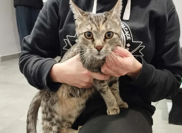 Znaleziono kota, Toruń, 28 października 2025