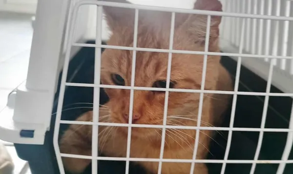 Znaleziono kota, Toruń, 27 października 2025