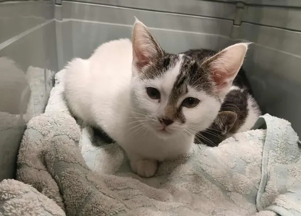 Znaleziono kota, Toruń, 26 października 2025