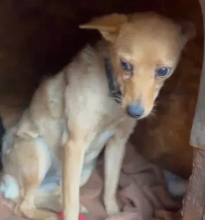 Pies do adopcji, Głowno, 30 października 2025 (1/4)