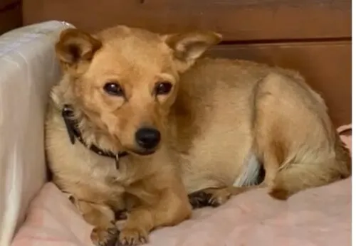 Pies do adopcji, Głowno, 30 października 2025 (2/4)