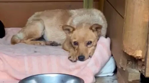 Pies do adopcji, Głowno, 30 października 2025 (3/4)