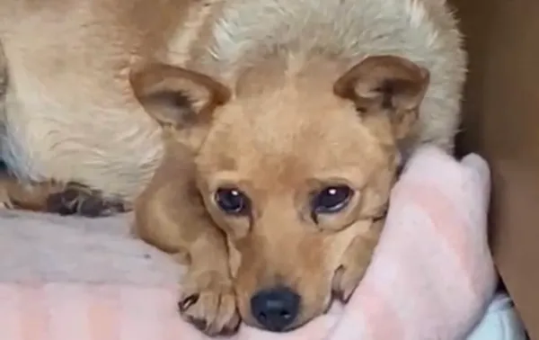 Pies do adopcji, Głowno, 30 października 2025 (4/4)