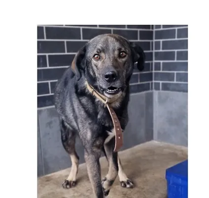 Znaleziono psa, Wrocław, 21 października 2025