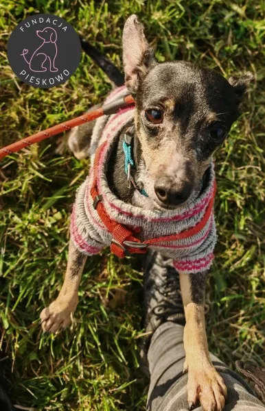 Pies do adopcji, Wolsztyn, 30 października 2025