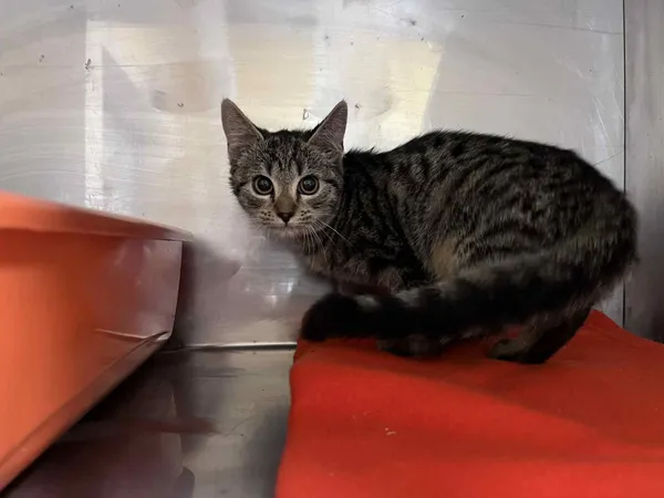 Kot do adopcji, Włocławek, 30 października 2025 (1/3)