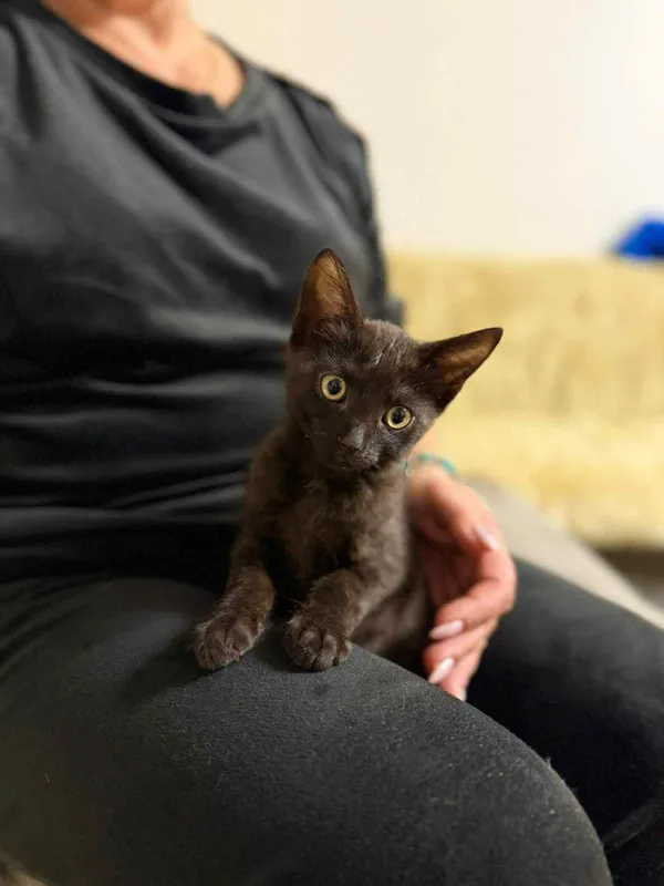 Kot do adopcji, Głowno, 30 października 2025 (1/3)