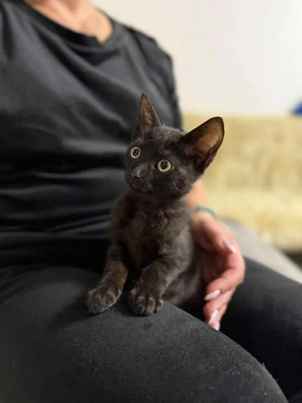 Kot do adopcji, Głowno, 30 października 2025 (2/3)