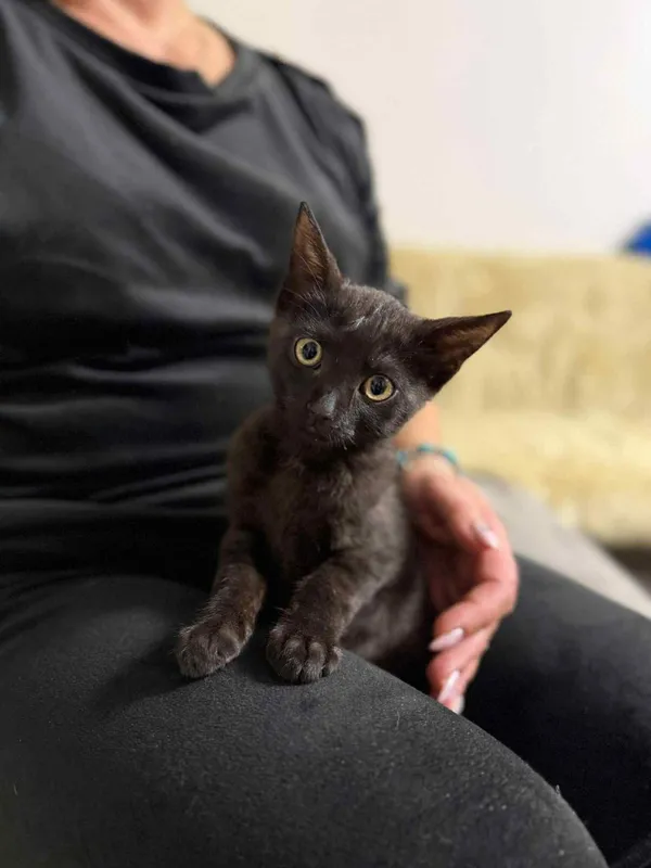 Kot do adopcji, Głowno, 30 października 2025 (3/3)