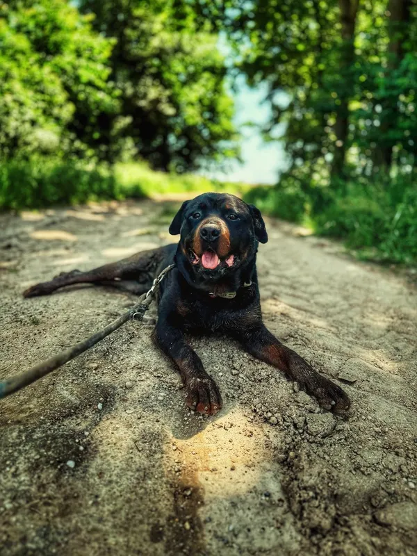 Pies do adopcji, Dłużyna Górna, 30 października 2025 (2/5)