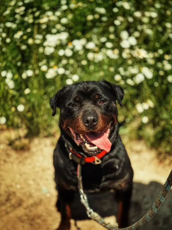 Pies do adopcji, Dłużyna Górna, 30 października 2025 (4/5)