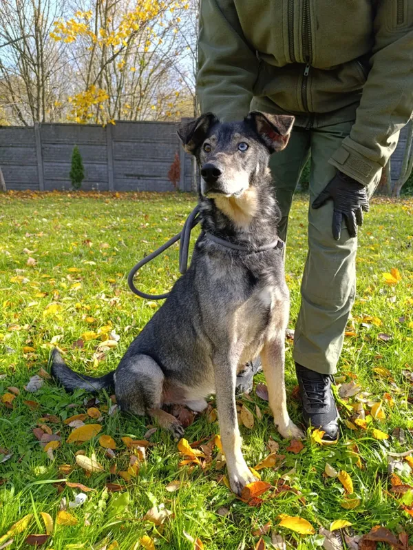 Pies do adopcji, Bełchatów, 2 września 2024 (1/5)